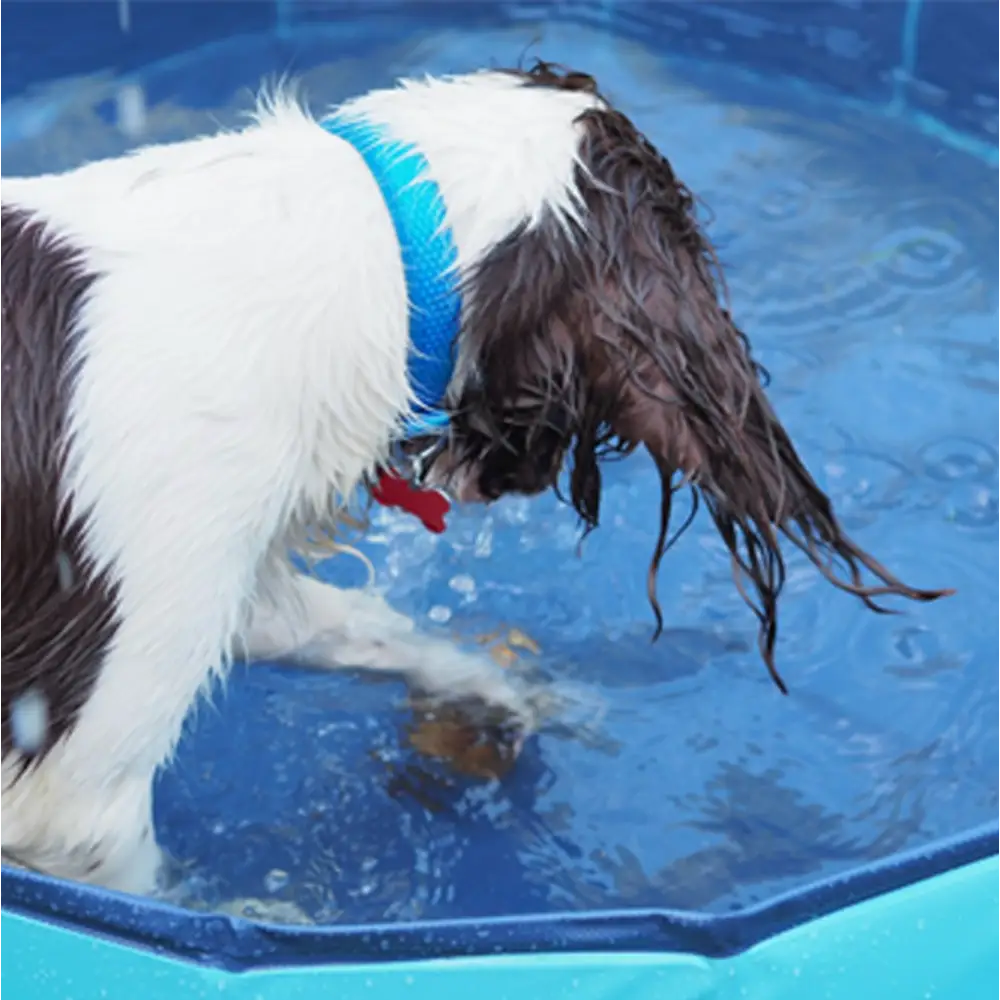 Great&Small Cool Pool blue dog float with durable plastic black and white design, red collar