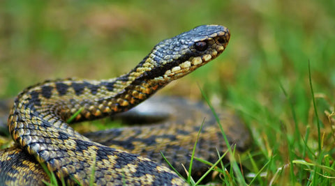 Adders in summer danger to dogs