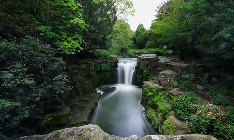 Jesmond Dene North East England Dog Walking