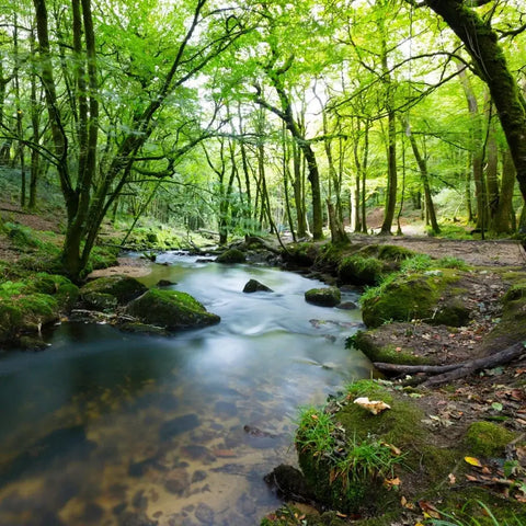 Hot Weather Walkies with Dogs