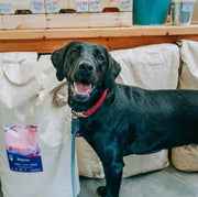 Happy black labrador.