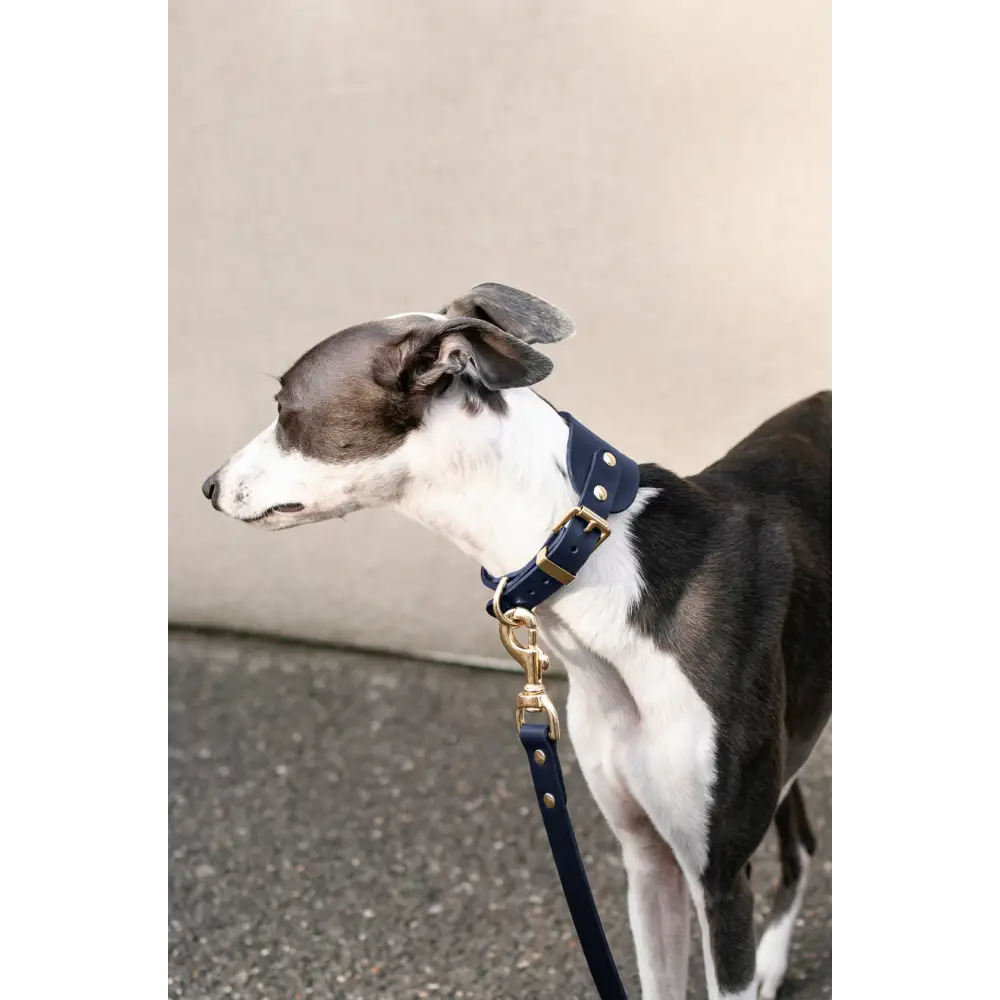Hound Leather Collar - Dog collar