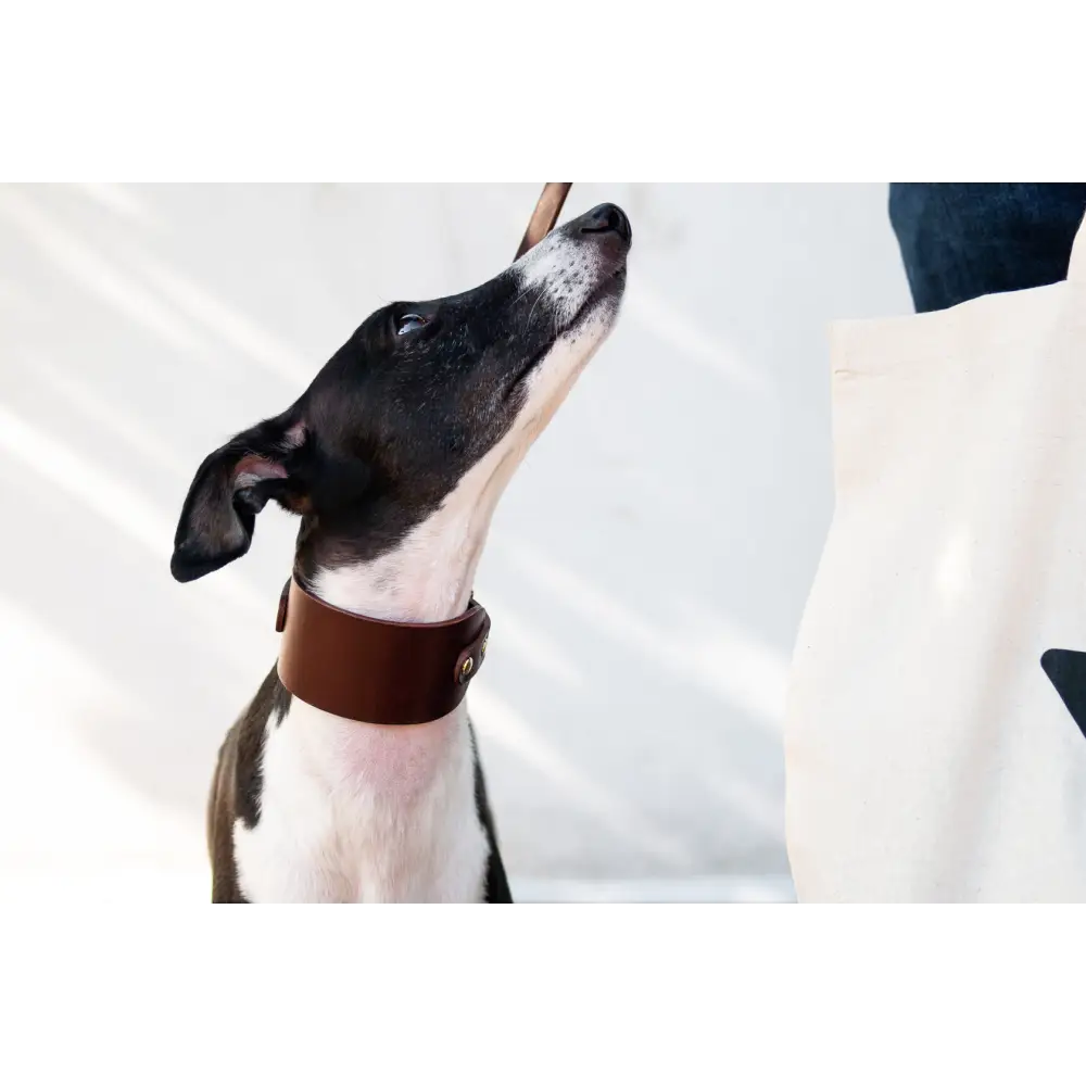 Hound Leather Collar - XX-Small / Chestnut - Dog collar