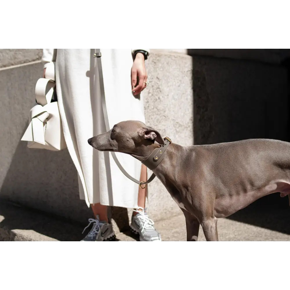 Hound Leather Collar - XX-Small / Clay - Dog collar