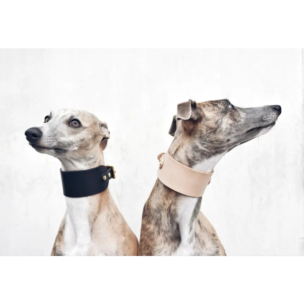 Hound Leather Collar - XX-Small / Natural - Dog collar