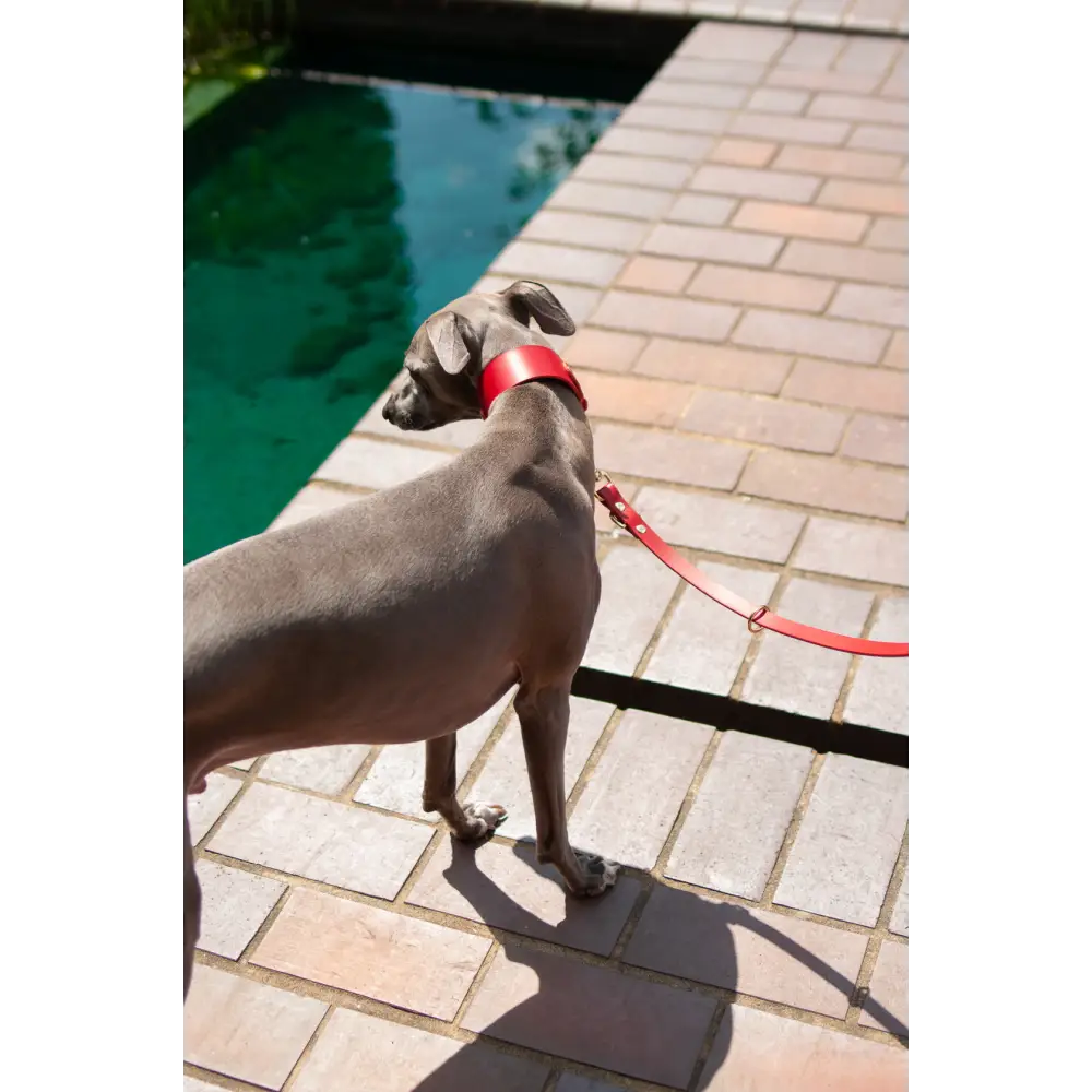Hound Leather Collar - XX-Small / Red - Dog collar