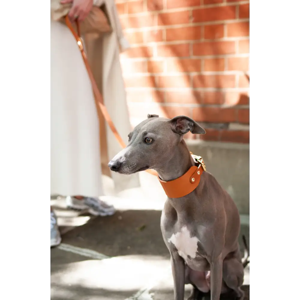 Hound Leather Collar - XX-Small / Tan - Dog collar