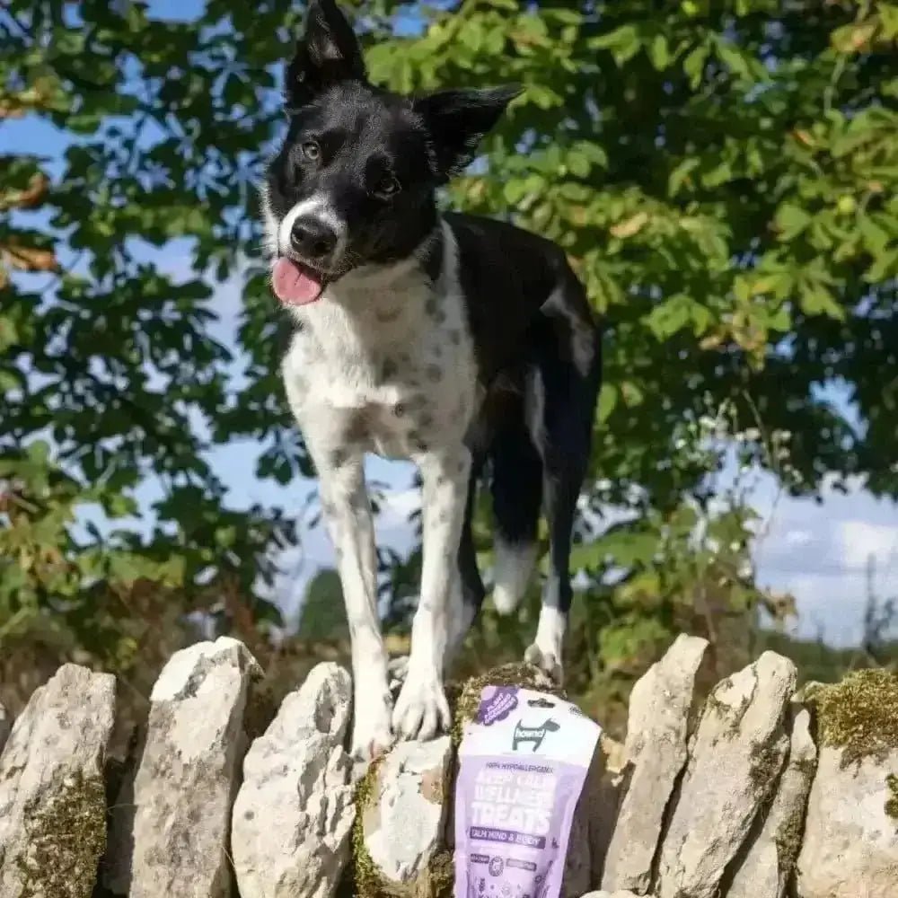 Black and white dog on stone wall with purple bag, showcasing Hownd Calm Plant Based Wellness Treats