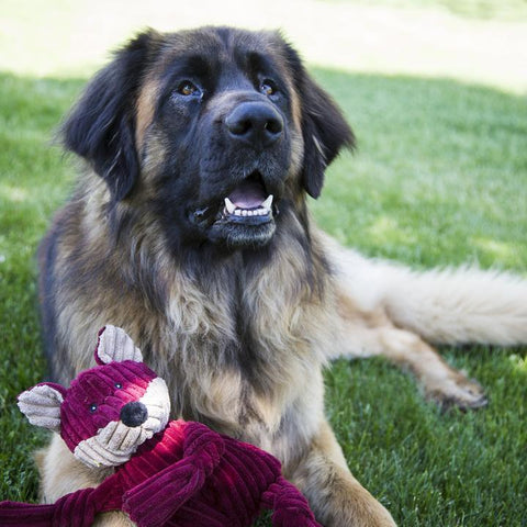 Les peluches et votre chien