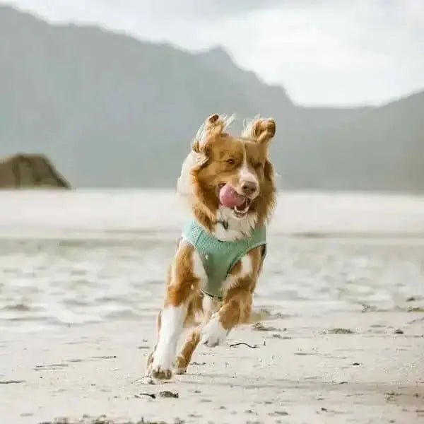 Green dog in Hurtta Cooling Wrap Aquamarine runs on beach