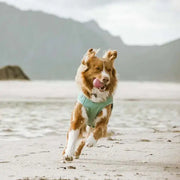 Green dog in Hurtta Cooling Wrap Aquamarine runs on beach