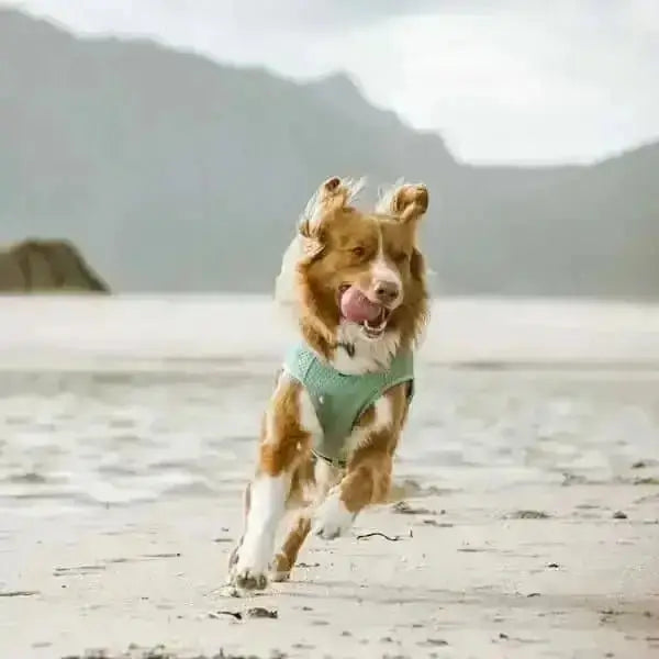Green dog in Hurtta Cooling Wrap Aquamarine runs on beach