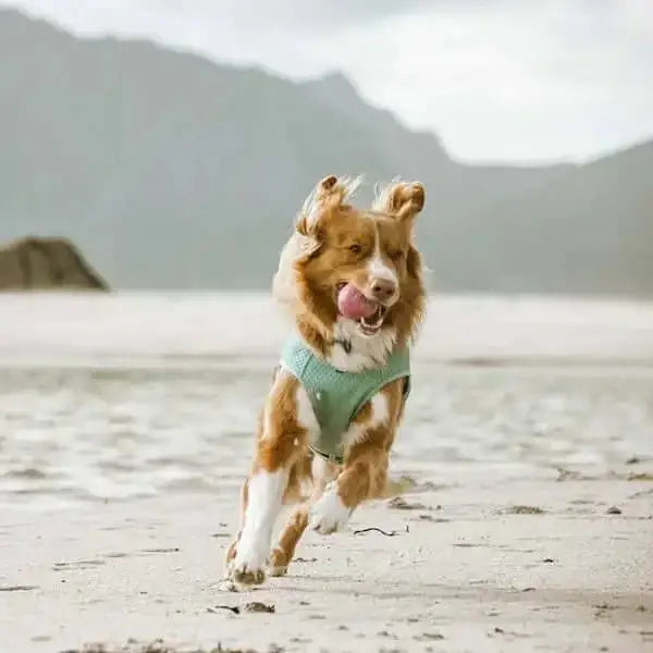 Green dog in Hurtta Cooling Wrap Aquamarine runs on beach