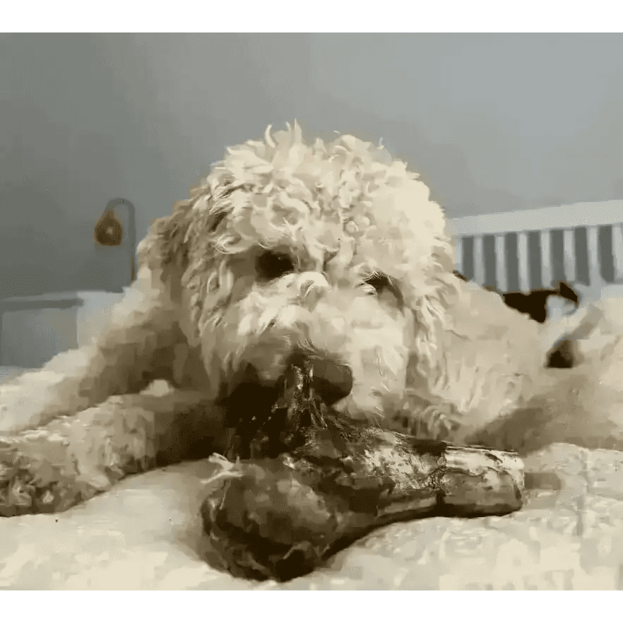 JR Ostrich Knuckle Bone chew toy in brown tan hues with textured surface