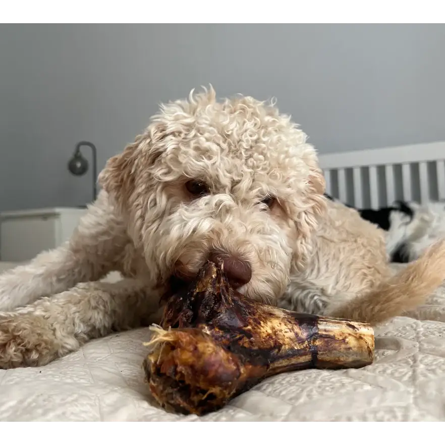 JR Ostrich Knuckle Bone | Natural grain free chew for dogs