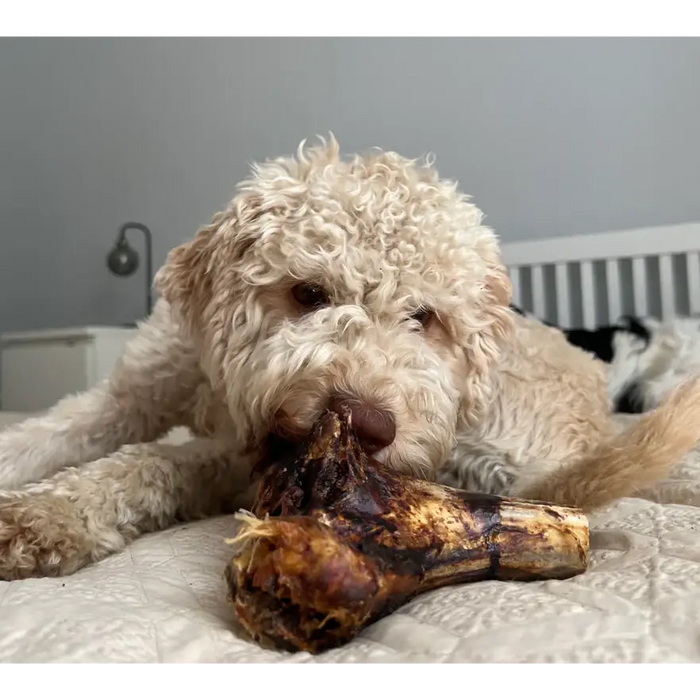 JR Ostrich Knuckle Bone | Natural grain free chew for dogs