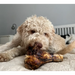 JR Ostrich Knuckle Bone | Natural grain free chew for dogs