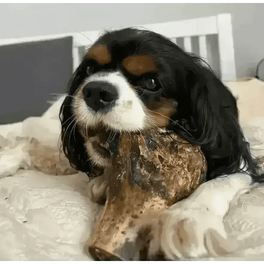 JR Ostrich Knuckle Bone chew toy in brown and white