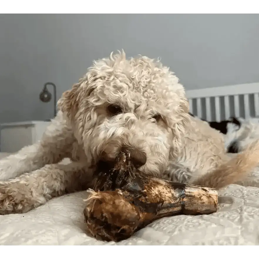 JR Ostrich Knuckle Bone chew toy in brown tan hues with textured surface