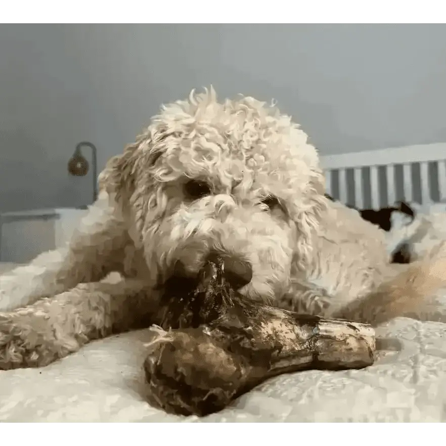 JR Ostrich Knuckle Bone chew toy in brown tan hues with textured surface