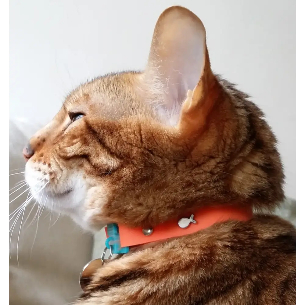 KITTYRAMA TANGERINE CAT COLLAR - Quick Release Breakaway Hypoallergenic - Cat Supplies
