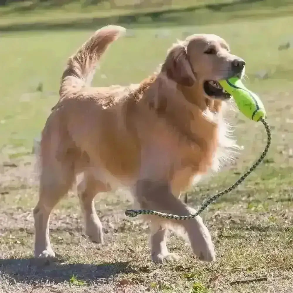 Golden Retriever with KONG Air Fetch Stick On Rope toy