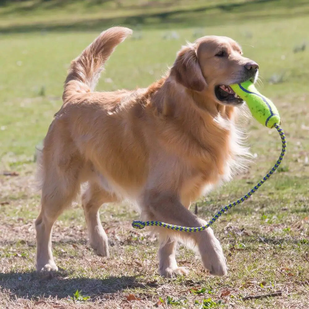 Golden Retriever with KONG Air Fetch Stick On Rope toy