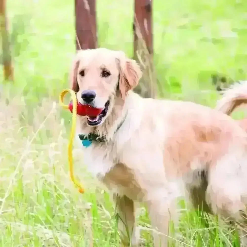 Golden Retriever playing with KONG Classic rope toy, unpredictable bounce