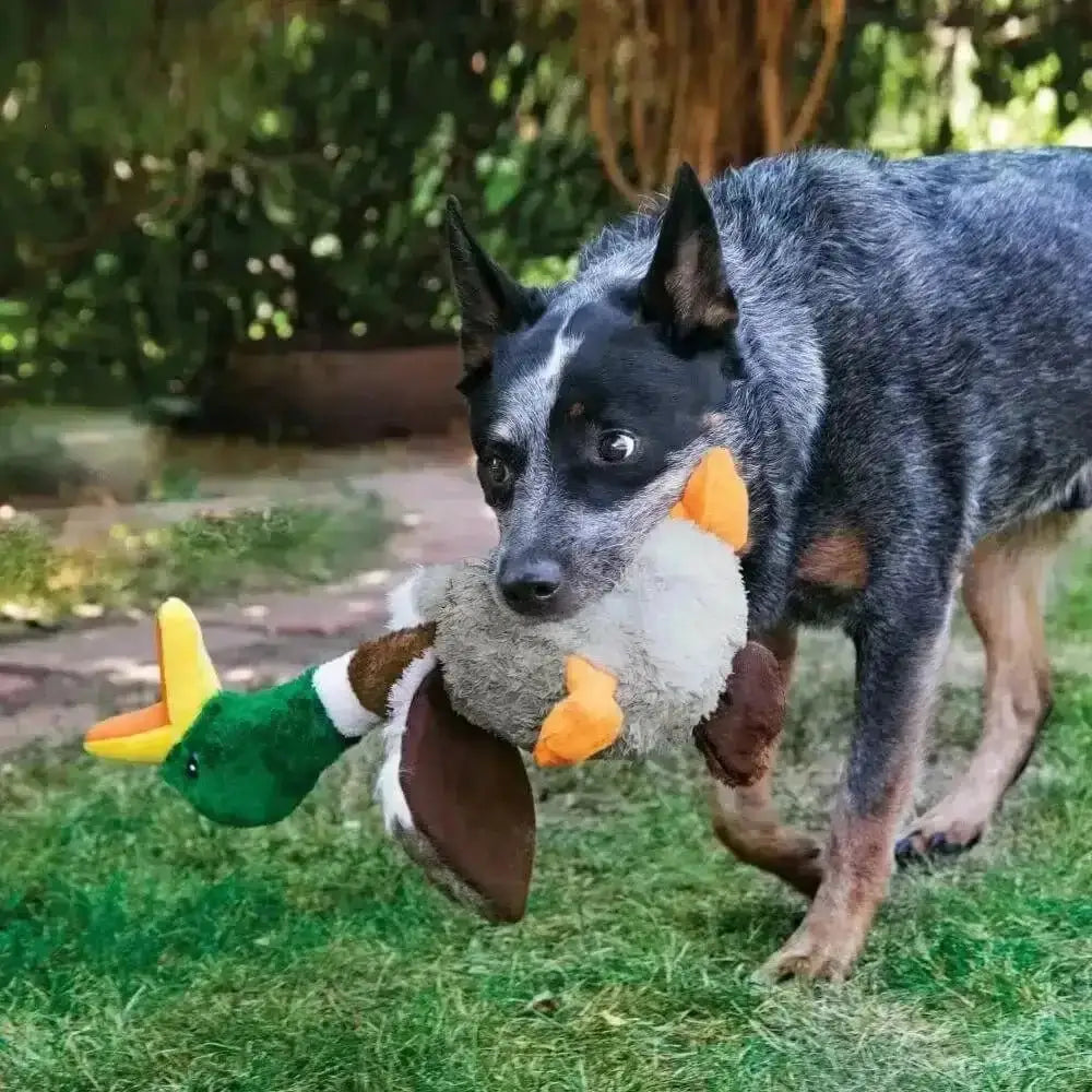 Duck-shaped plush toy with green head, white body, and orange feet for natural chewing instincts