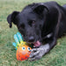 Black dog playing with a colorful toy on grass