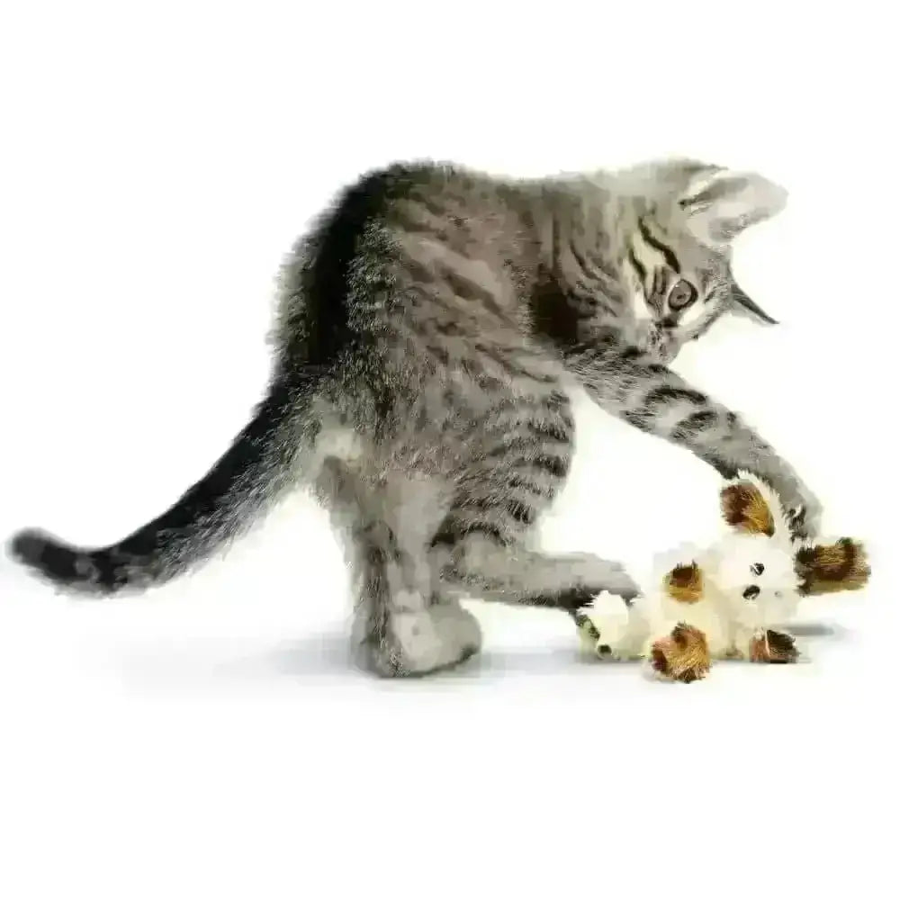 Striped kitten playing with KONG Softies Patchwork Bear plush toy for cats