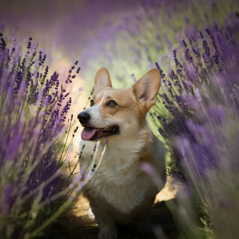 dog in lavender