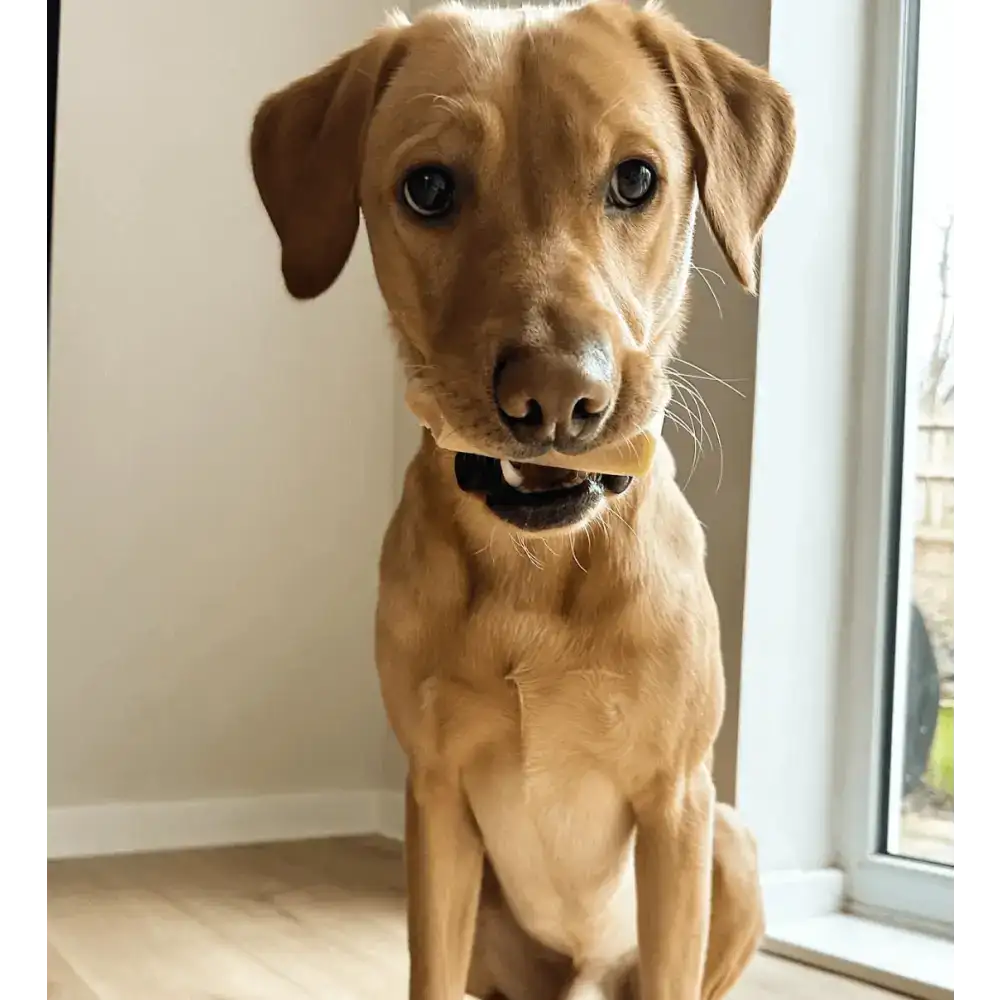 A light brown puppy with floppy ears sits indoors, holding a pale yellow chew toy in its mouth.
