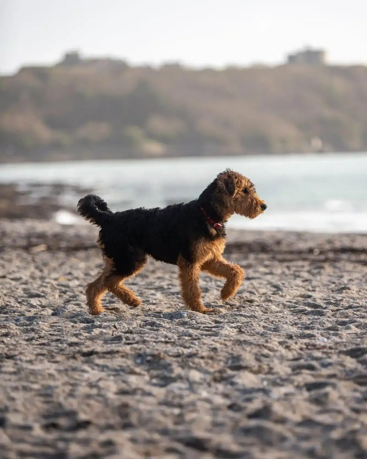A lively airedale terrier with a wiry black and tan coat running along the beach.