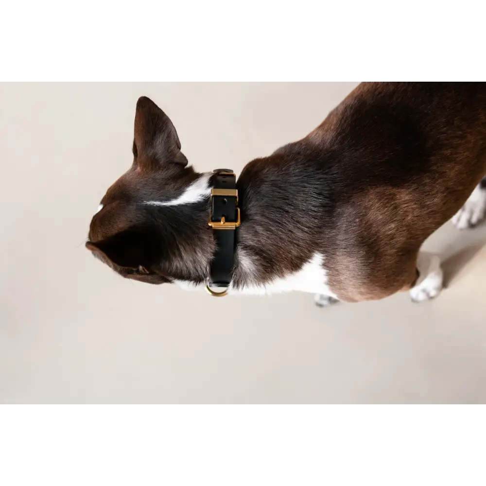 Monotone Leather Collar - Dog collar