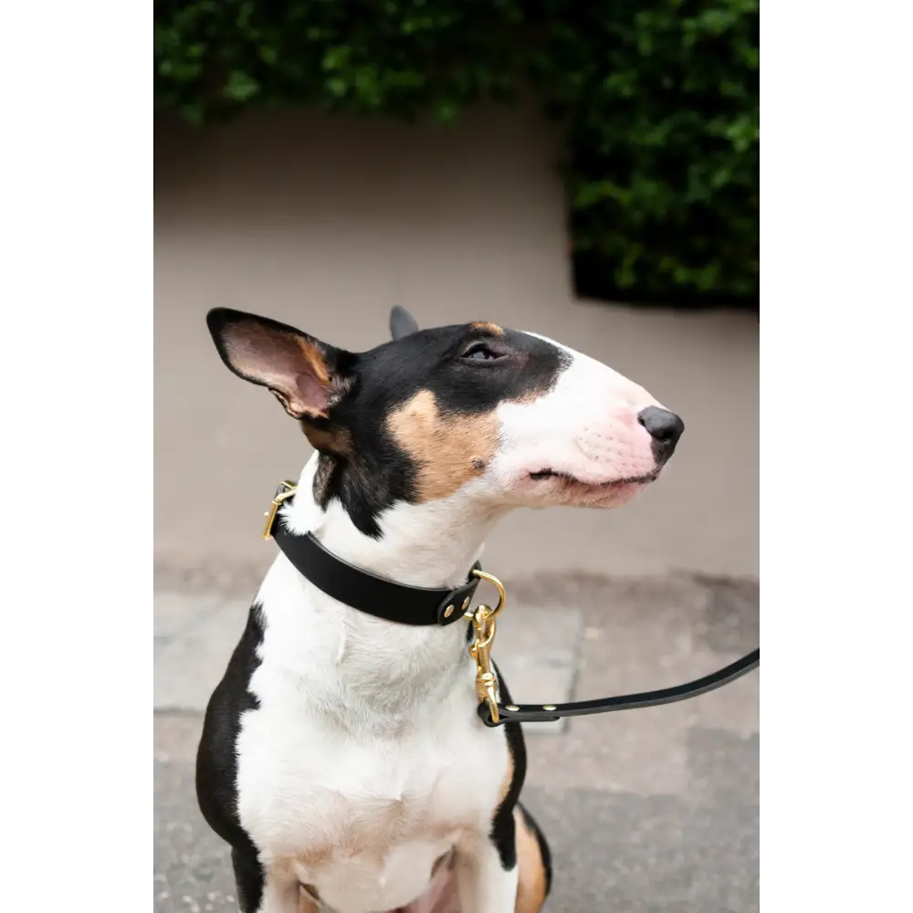 Monotone Leather Collar - X-Small / Black - Dog collar