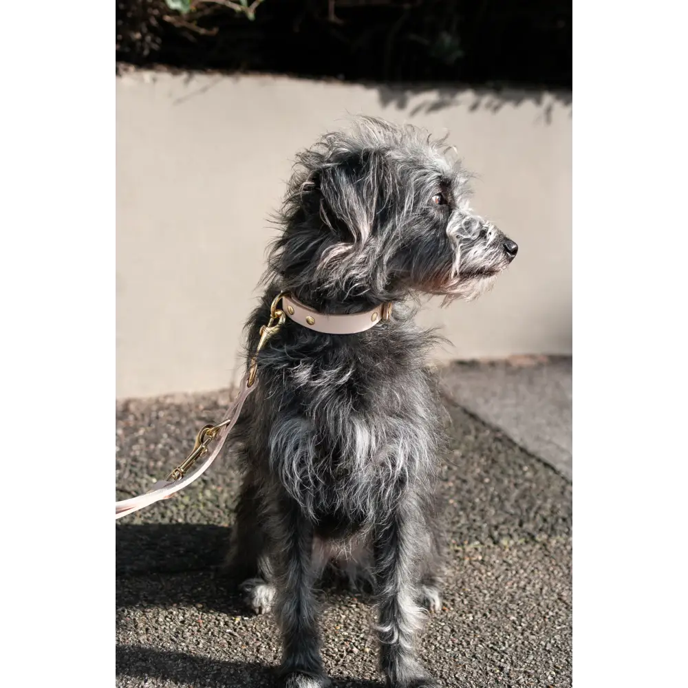 Monotone Leather Collar - X-Small / Natural - Dog collar