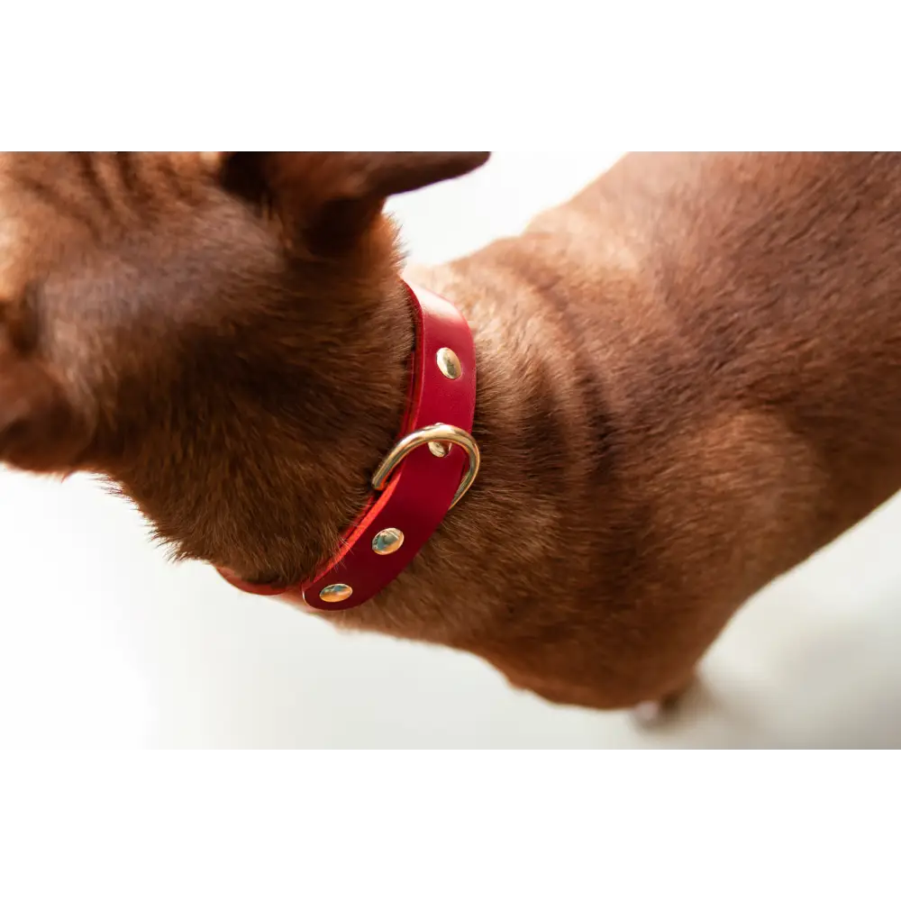 Monotone Leather Collar - X-Small / Red - Dog collar