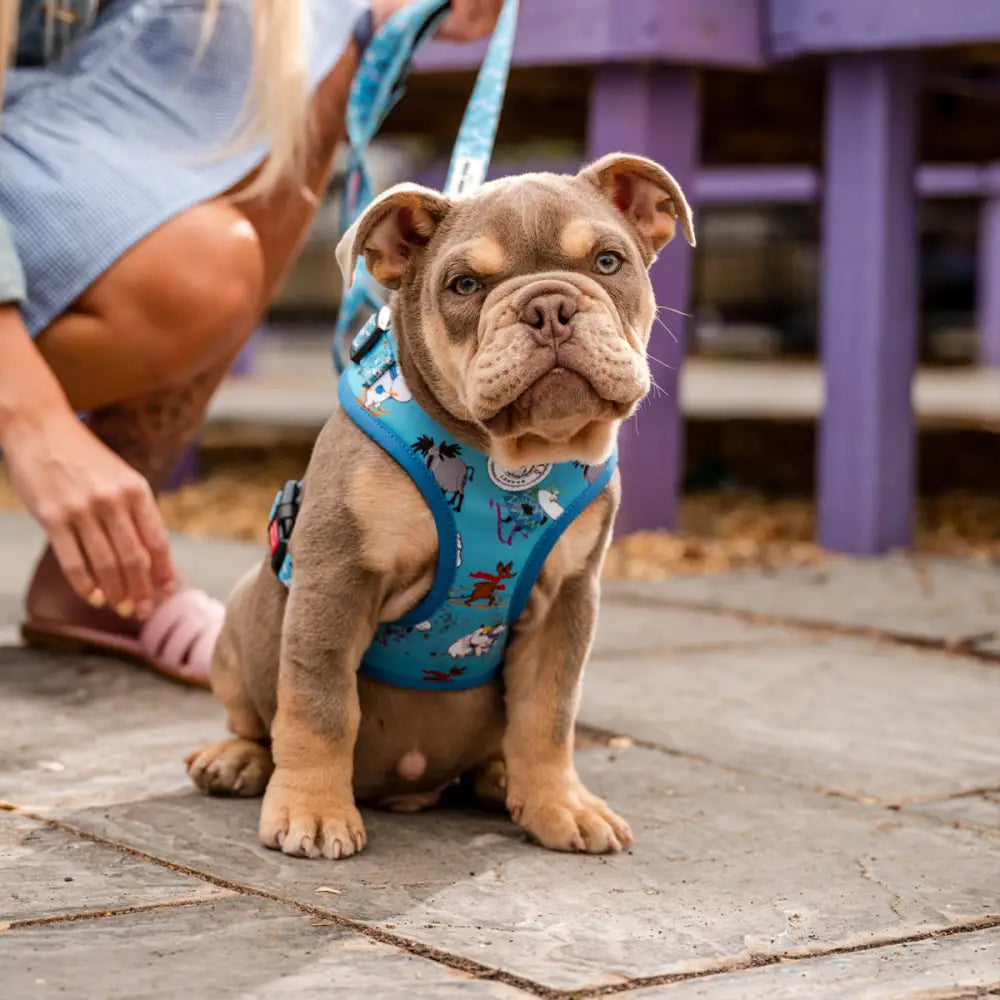 Moomins Blue Holiday Dogs Padded Harness by Soho Poms - Dog Harnesses