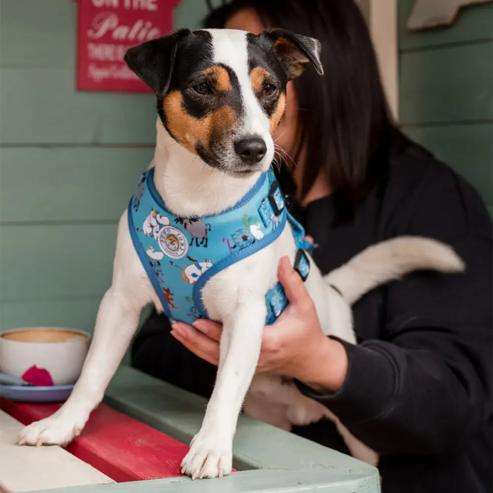 Moomins Blue Holiday Dogs Padded Harness by Soho Poms - Dog Harnesses