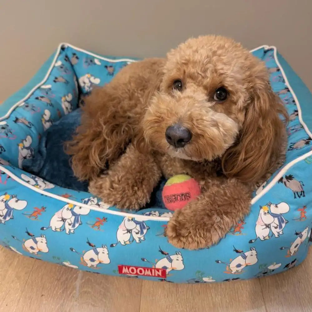 Blue Moomins ski holidays dog bed with a brown poodle holding an orange ball