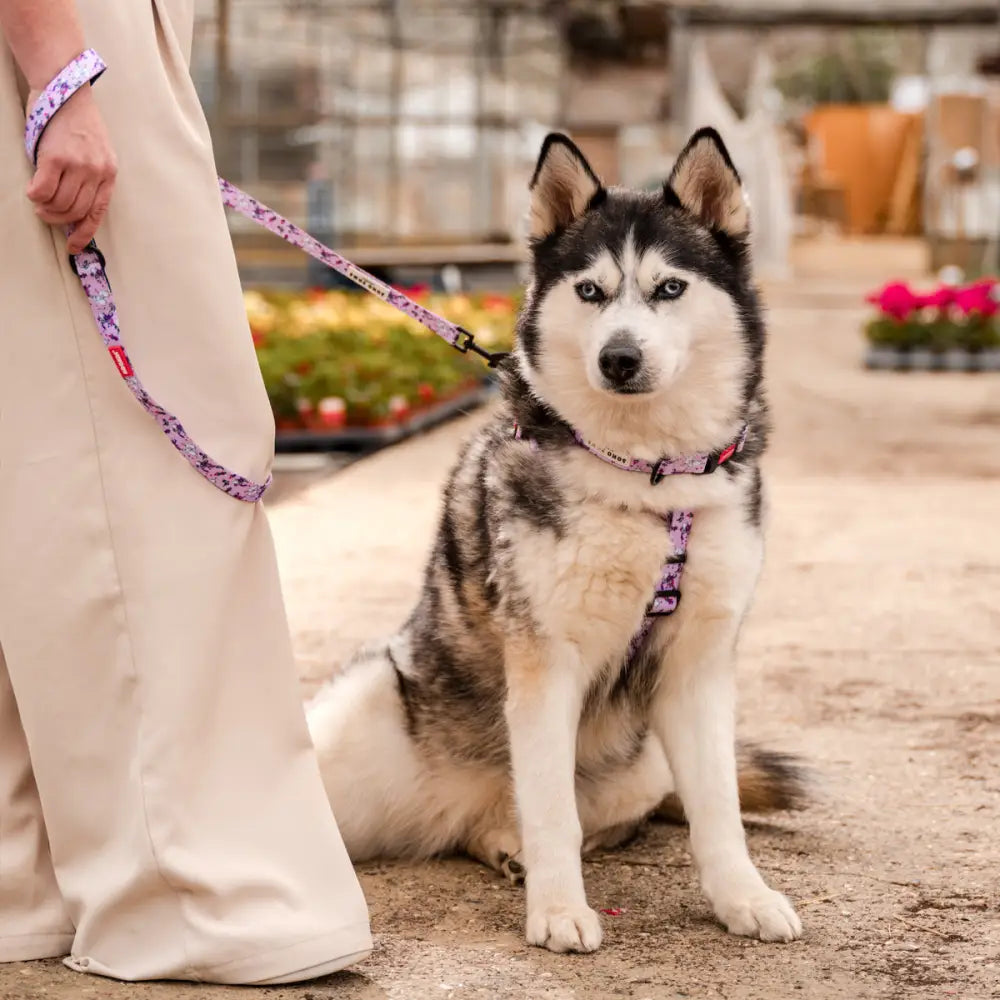 Purple floral dog leash with matching collar in Moomins Pink Champagne by Soho Poms