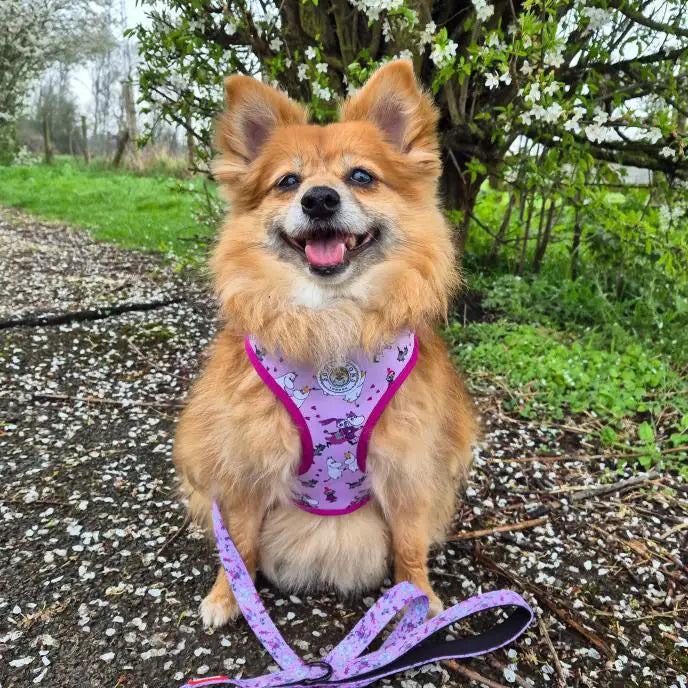 Purple floral dog harness with matching leash in Moomins Pink Champagne by Soho Poms