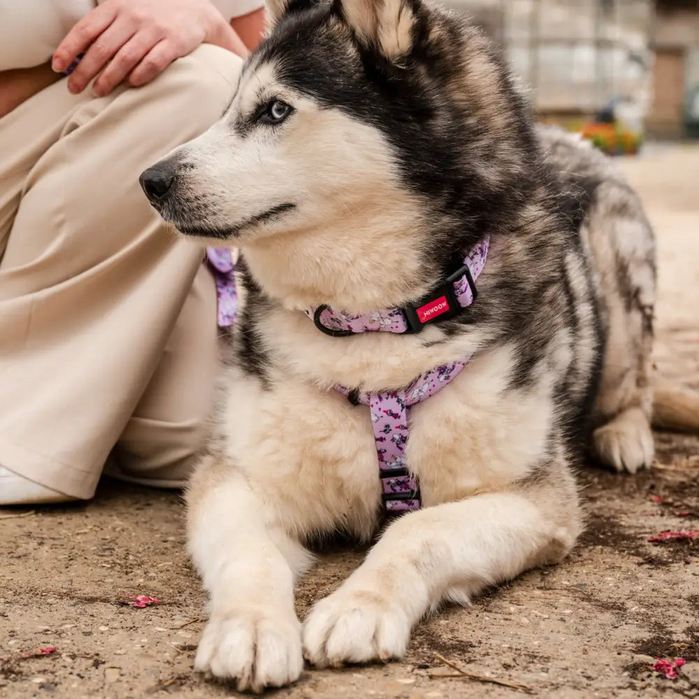 Purple floral harness with red buckle from Soho Poms, durable nylon material for dogs