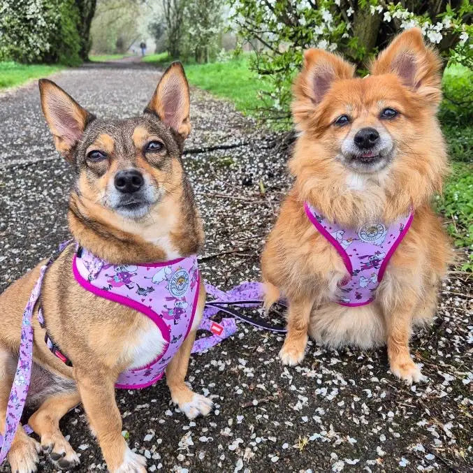 Moomins Pink Champagne Dogs Padded Harness by Soho Poms - Dog Harnesses