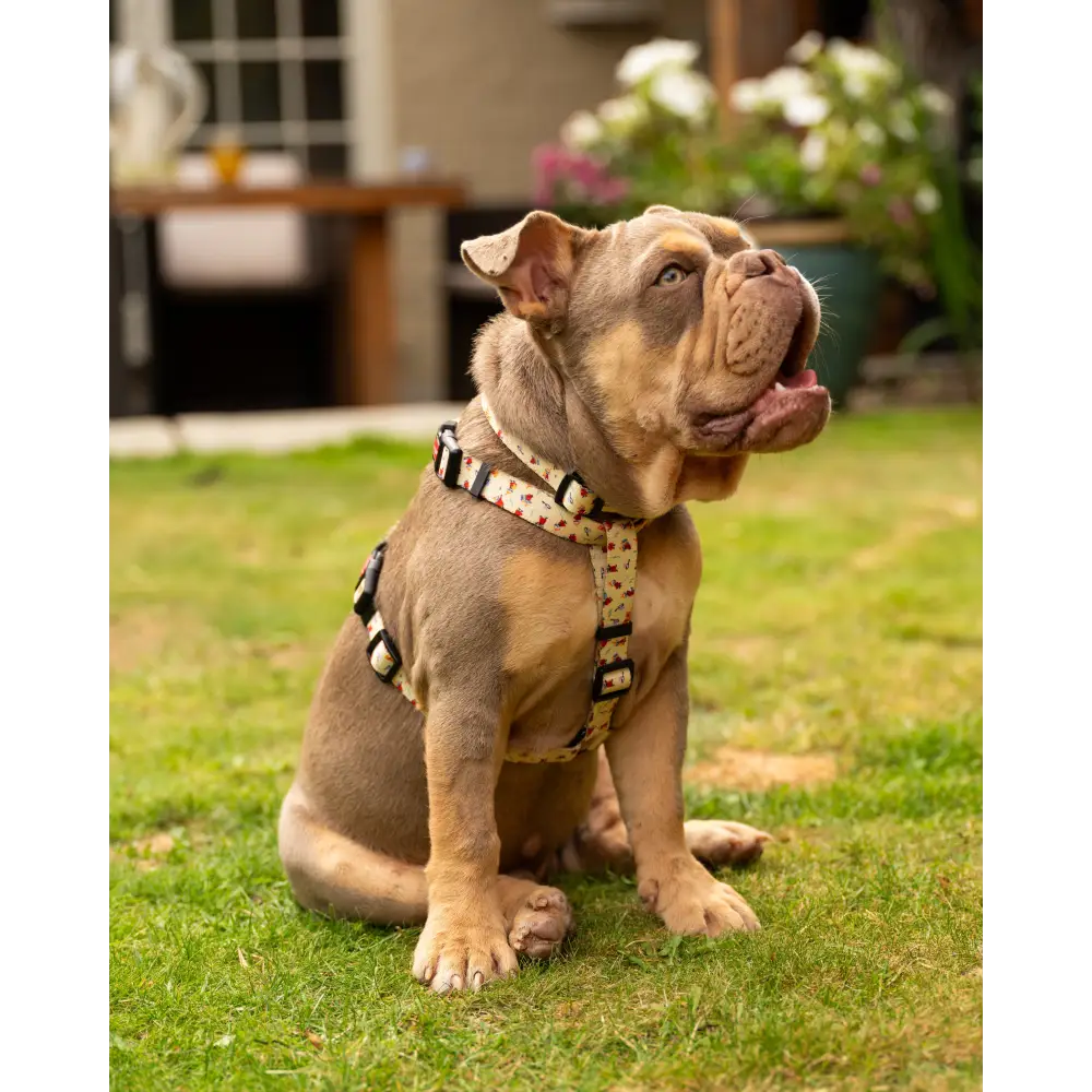 Moomins Yellow Sunrise Dogs H-Harness by Soho Poms - Dog Harnesses
