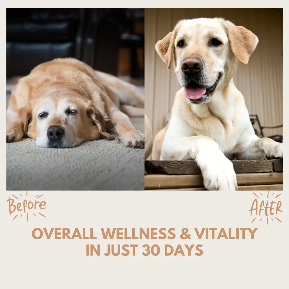 Multivitamin Treats - Multivitamin Treats