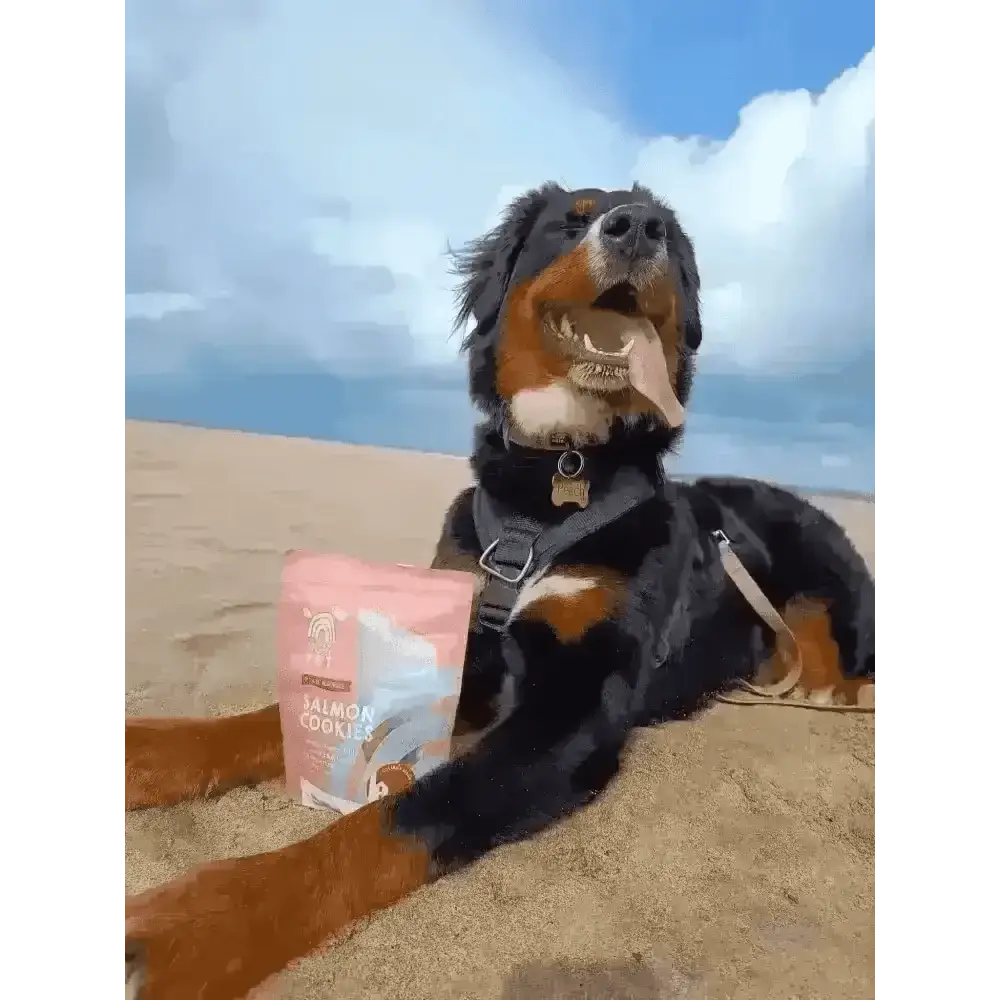 Salmon cookie dog treat bag with pink and white label showcasing Natural Cornish Salmon and Potato Cookies for natural dog treats