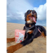 Natural Cornish Pet Salmon & Potato Cookies - Natural Treats For Dogs