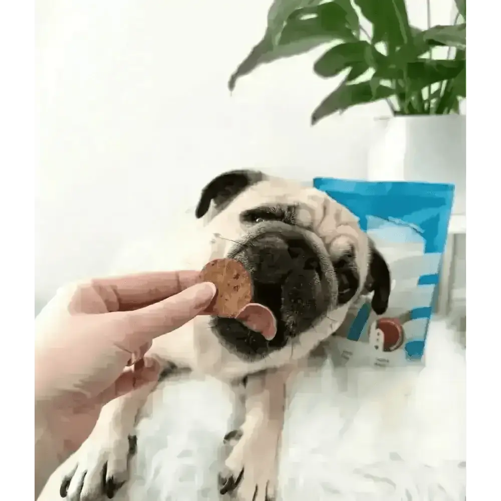 Golden textured dog treat from Natural Cornish Whitefish and Potato Cookies, natural dog treats